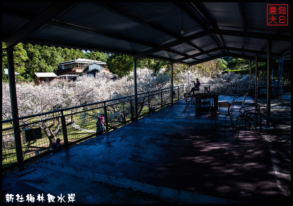 台中景點|新社梅林親水岸．免爬山開車就到輕鬆賞梅/賞梅秘境/一日遊/中部景點/台中半日遊 @假日農夫愛趴趴照