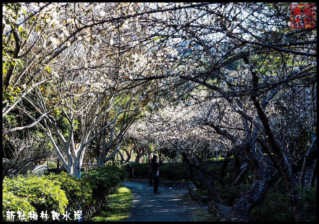 台中景點|新社梅林親水岸．免爬山開車就到輕鬆賞梅/賞梅秘境/一日遊/中部景點/台中半日遊 @假日農夫愛趴趴照