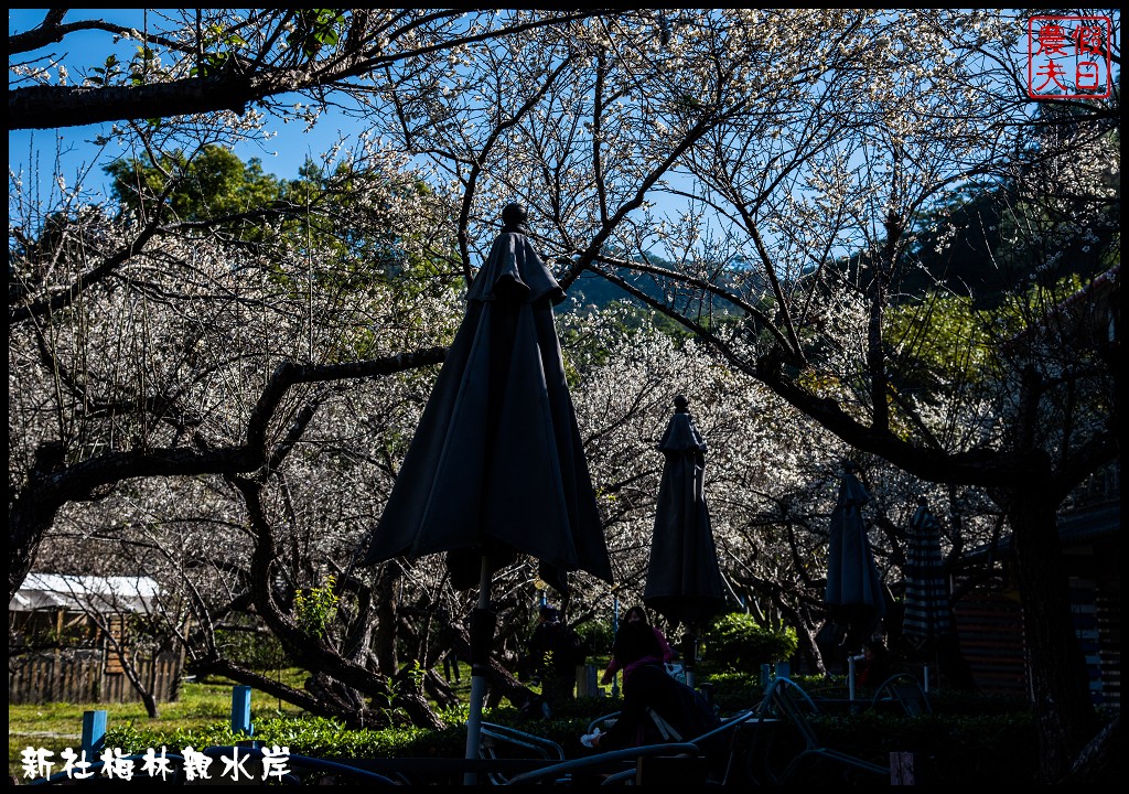 台中景點|新社梅林親水岸．免爬山開車就到輕鬆賞梅/賞梅秘境/一日遊/中部景點/台中半日遊 @假日農夫愛趴趴照