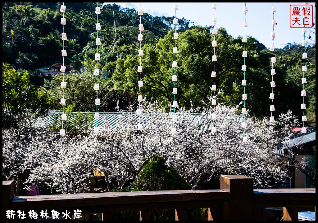 台中景點|新社梅林親水岸．免爬山開車就到輕鬆賞梅/賞梅秘境/一日遊/中部景點/台中半日遊 @假日農夫愛趴趴照