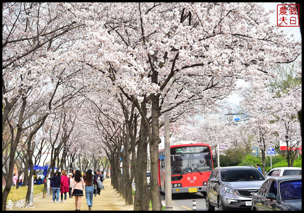 韓國大邱親子賞櫻自由行|壽城池遊樂園．搭地鐵去賞櫻/音樂噴泉 @假日農夫愛趴趴照