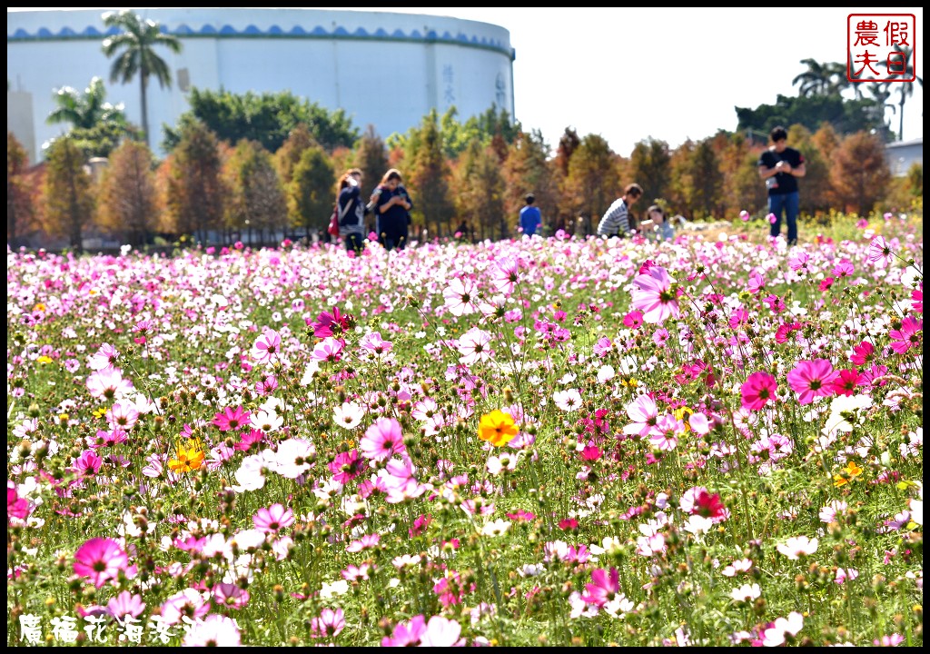 台中景點|2018喜迎花博廣納幸福花海季．一次可以拍到水陸兩種風情的落羽松/廣福花海/免費景點/中部景點/台中半日遊 @假日農夫愛趴趴照