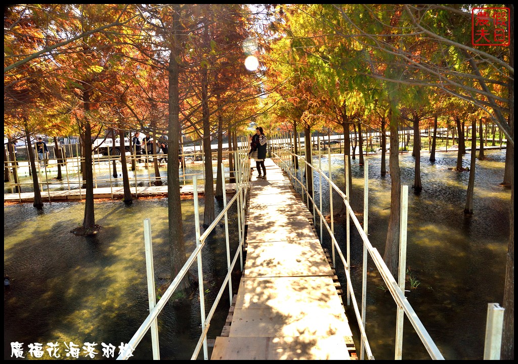 台中景點|2018喜迎花博廣納幸福花海季．一次可以拍到水陸兩種風情的落羽松/廣福花海/免費景點/中部景點/台中半日遊 @假日農夫愛趴趴照