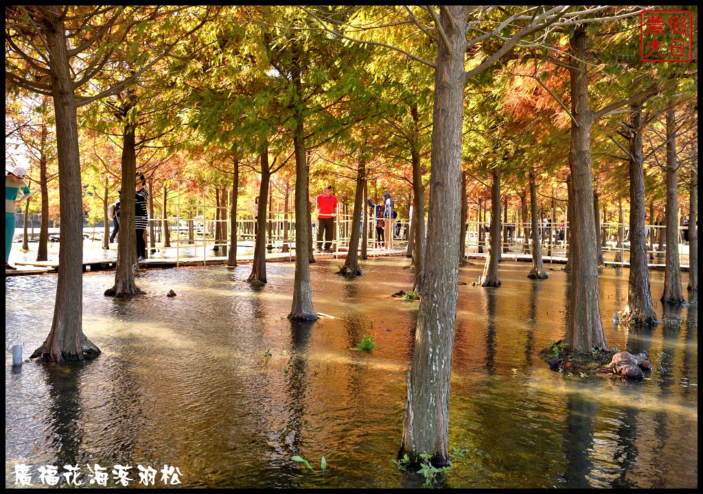 台中景點|2018喜迎花博廣納幸福花海季．一次可以拍到水陸兩種風情的落羽松/廣福花海/免費景點/中部景點/台中半日遊 @假日農夫愛趴趴照