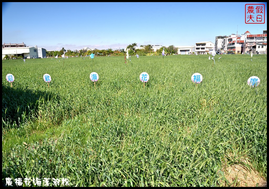 台中景點|2018喜迎花博廣納幸福花海季．一次可以拍到水陸兩種風情的落羽松/廣福花海/免費景點/中部景點/台中半日遊 @假日農夫愛趴趴照