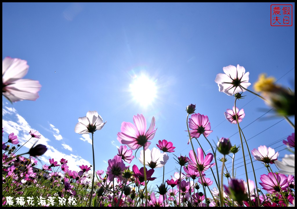 台中景點|2018喜迎花博廣納幸福花海季．一次可以拍到水陸兩種風情的落羽松/廣福花海/免費景點/中部景點/台中半日遊 @假日農夫愛趴趴照