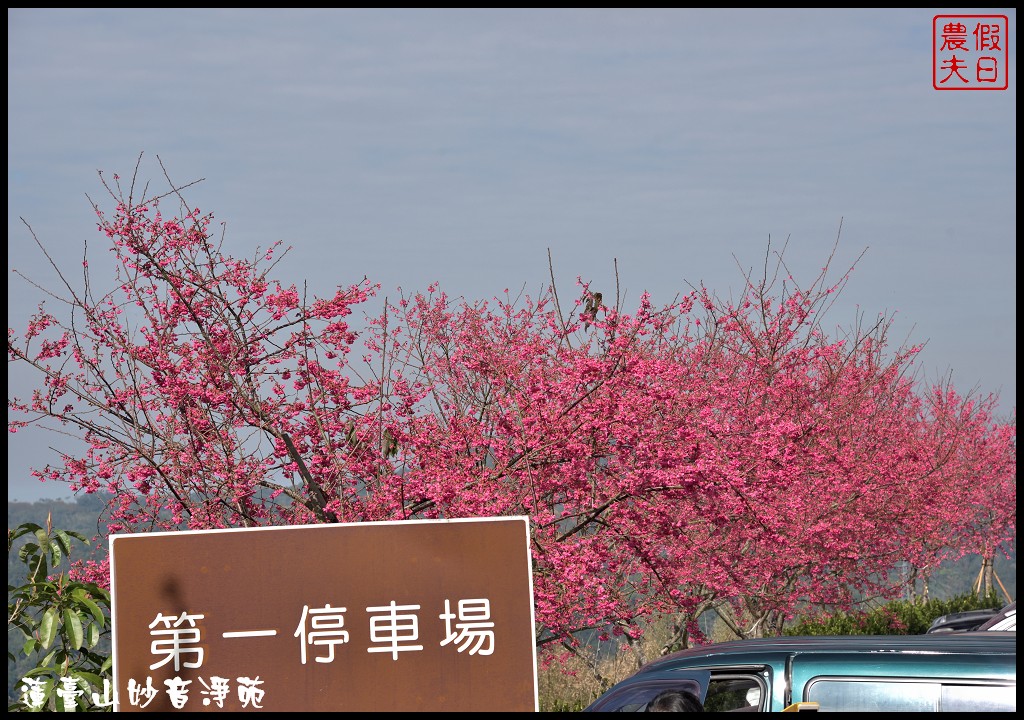 蓮臺山妙音淨苑|山櫻花搭配淨苑建築非常好看/免費賞櫻 @假日農夫愛趴趴照