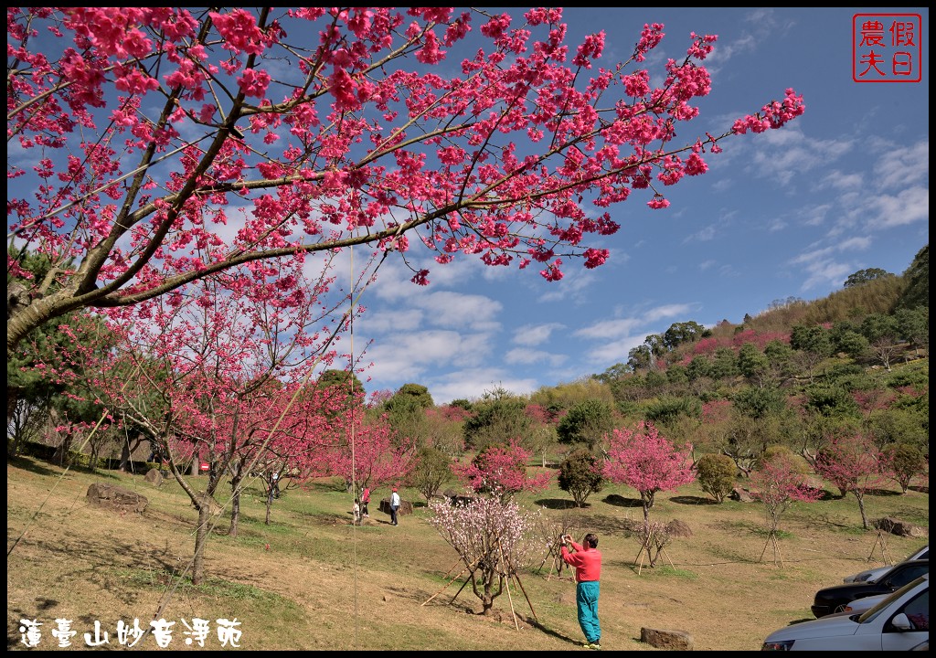 苗栗景點|獅潭蓮臺山妙音淨苑．百公尺長的櫻花步道盛開/昭和櫻/免費參觀/一日遊/中部景點/半日遊 @假日農夫愛趴趴照