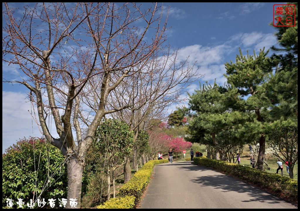 苗栗景點|獅潭蓮臺山妙音淨苑．百公尺長的櫻花步道盛開/昭和櫻/免費參觀/一日遊/中部景點/半日遊 @假日農夫愛趴趴照