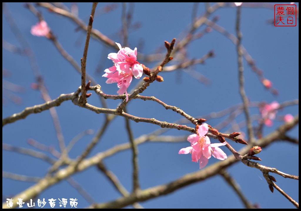 苗栗景點|獅潭蓮臺山妙音淨苑．百公尺長的櫻花步道盛開/昭和櫻/免費參觀/一日遊/中部景點/半日遊 @假日農夫愛趴趴照