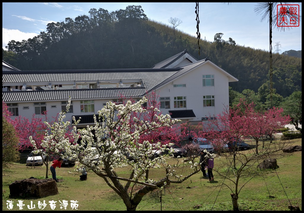 苗栗景點|獅潭蓮臺山妙音淨苑．百公尺長的櫻花步道盛開/昭和櫻/免費參觀/一日遊/中部景點/半日遊 @假日農夫愛趴趴照