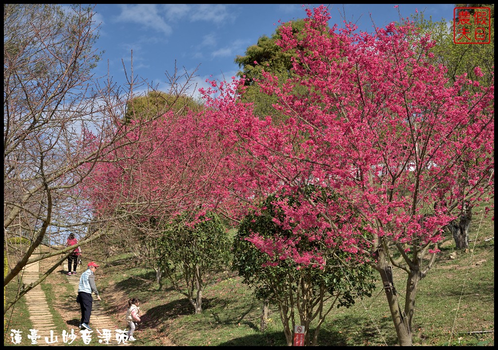 苗栗景點|獅潭蓮臺山妙音淨苑．百公尺長的櫻花步道盛開/昭和櫻/免費參觀/一日遊/中部景點/半日遊 @假日農夫愛趴趴照