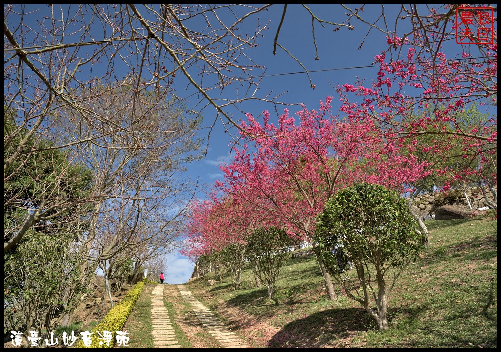 苗栗景點|獅潭蓮臺山妙音淨苑．百公尺長的櫻花步道盛開/昭和櫻/免費參觀/一日遊/中部景點/半日遊 @假日農夫愛趴趴照