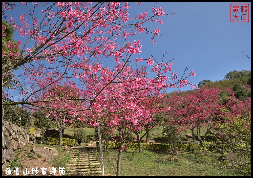 苗栗景點|獅潭蓮臺山妙音淨苑．百公尺長的櫻花步道盛開/昭和櫻/免費參觀/一日遊/中部景點/半日遊 @假日農夫愛趴趴照