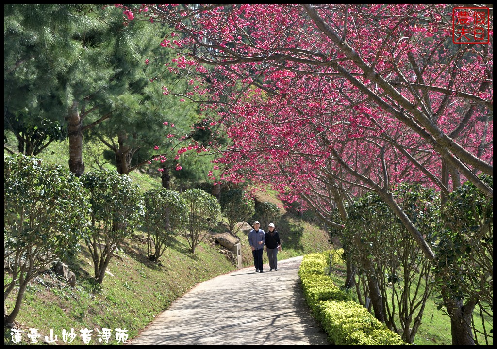 苗栗景點|獅潭蓮臺山妙音淨苑．百公尺長的櫻花步道盛開/昭和櫻/免費參觀/一日遊/中部景點/半日遊 @假日農夫愛趴趴照