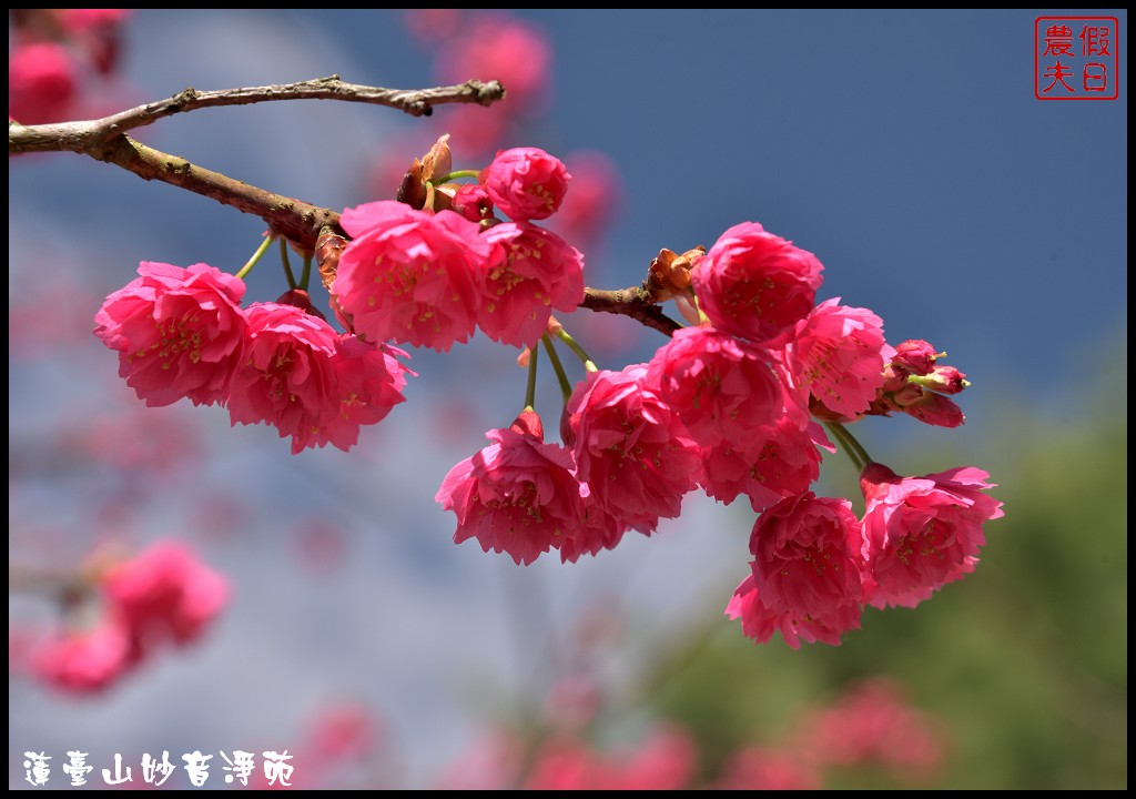 苗栗景點|獅潭蓮臺山妙音淨苑．百公尺長的櫻花步道盛開/昭和櫻/免費參觀/一日遊/中部景點/半日遊 @假日農夫愛趴趴照