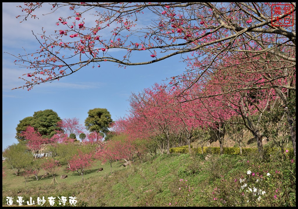 苗栗景點|獅潭蓮臺山妙音淨苑．百公尺長的櫻花步道盛開/昭和櫻/免費參觀/一日遊/中部景點/半日遊 @假日農夫愛趴趴照