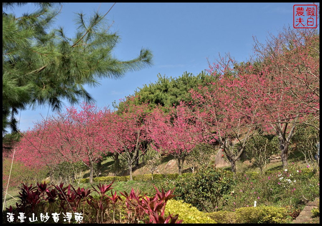 苗栗景點|獅潭蓮臺山妙音淨苑．百公尺長的櫻花步道盛開/昭和櫻/免費參觀/一日遊/中部景點/半日遊 @假日農夫愛趴趴照