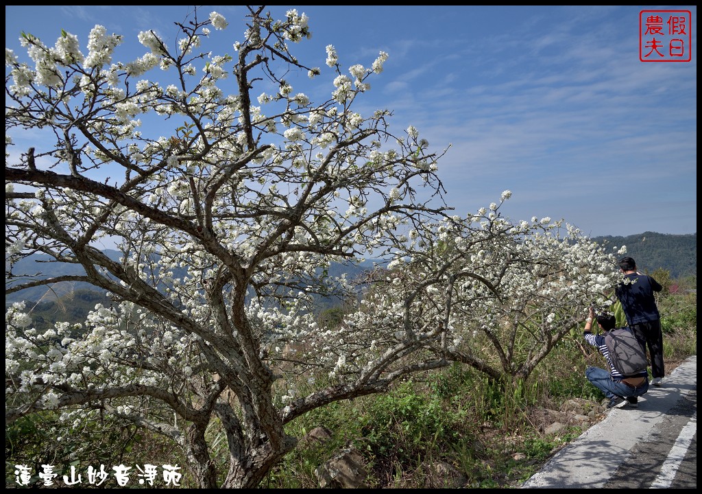 苗栗景點|獅潭蓮臺山妙音淨苑．百公尺長的櫻花步道盛開/昭和櫻/免費參觀/一日遊/中部景點/半日遊 @假日農夫愛趴趴照