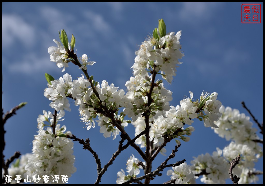 苗栗景點|獅潭蓮臺山妙音淨苑．百公尺長的櫻花步道盛開/昭和櫻/免費參觀/一日遊/中部景點/半日遊 @假日農夫愛趴趴照