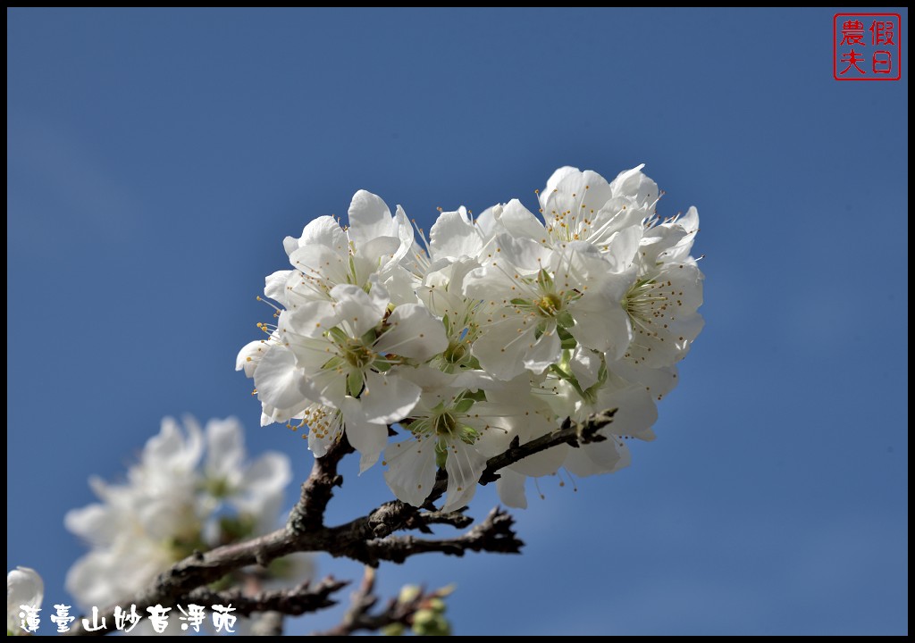 苗栗景點|獅潭蓮臺山妙音淨苑．百公尺長的櫻花步道盛開/昭和櫻/免費參觀/一日遊/中部景點/半日遊 @假日農夫愛趴趴照