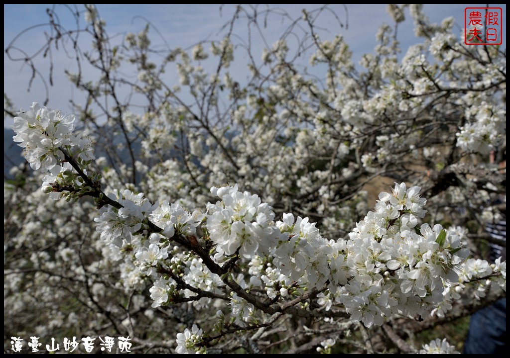 苗栗景點|獅潭蓮臺山妙音淨苑．百公尺長的櫻花步道盛開/昭和櫻/免費參觀/一日遊/中部景點/半日遊 @假日農夫愛趴趴照