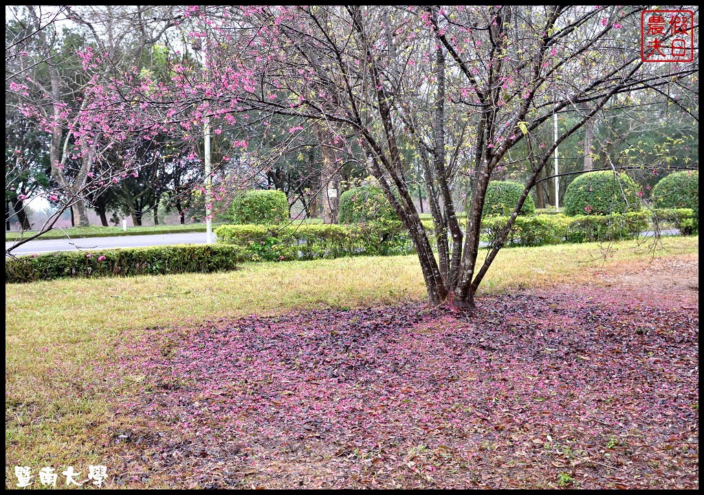 南投景點|暨南大學櫻花季．櫻花樹下野餐品茗/校園也有賞櫻秘境 @假日農夫愛趴趴照