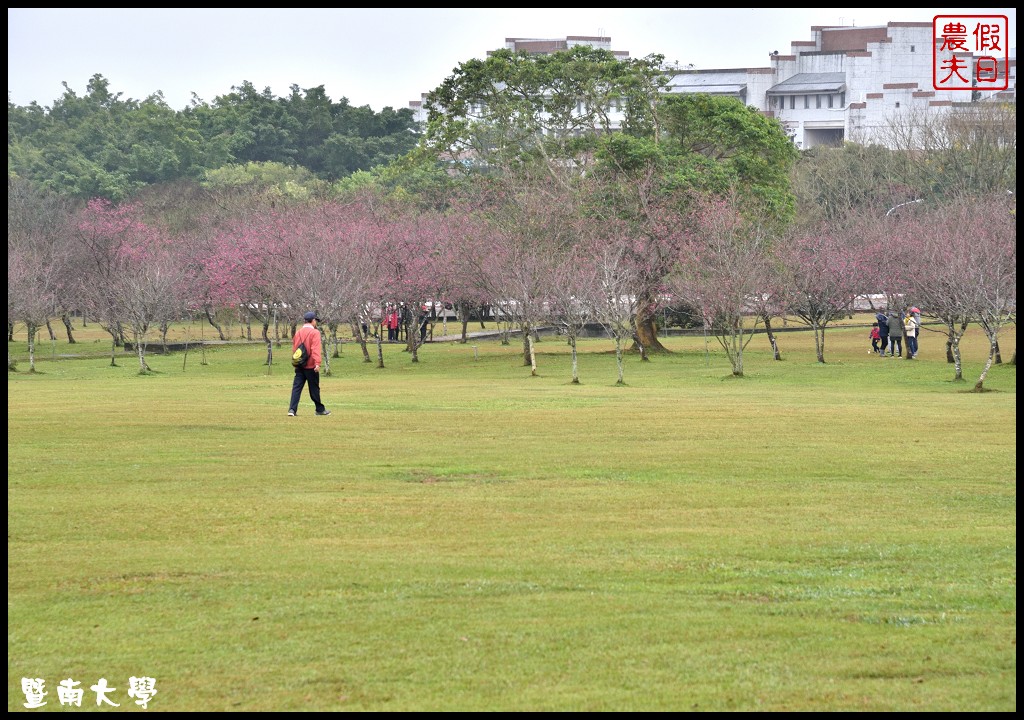 南投景點|暨南大學櫻花季．櫻花樹下野餐品茗/校園也有賞櫻秘境 @假日農夫愛趴趴照