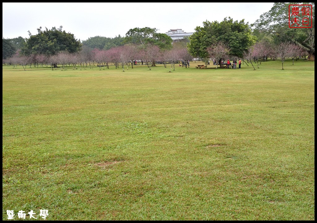 南投景點|暨南大學櫻花季．櫻花樹下野餐品茗/校園也有賞櫻秘境 @假日農夫愛趴趴照