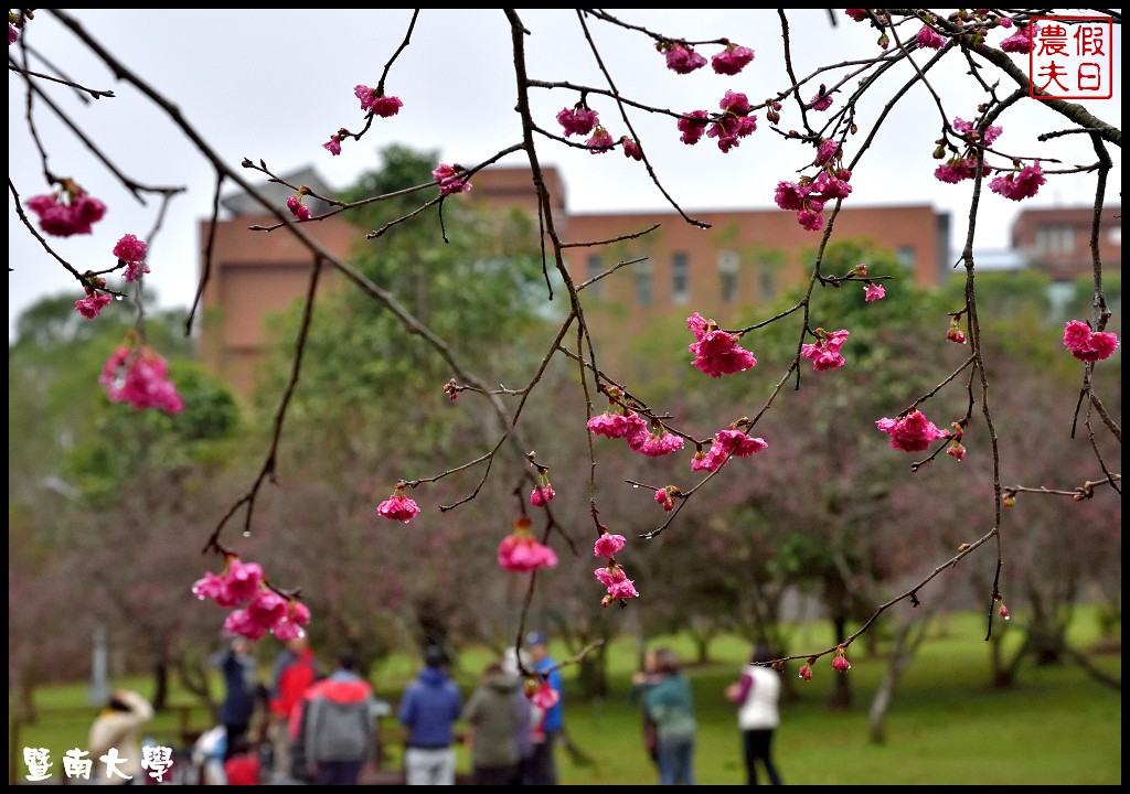 南投景點|暨南大學櫻花季．櫻花樹下野餐品茗/校園也有賞櫻秘境 @假日農夫愛趴趴照