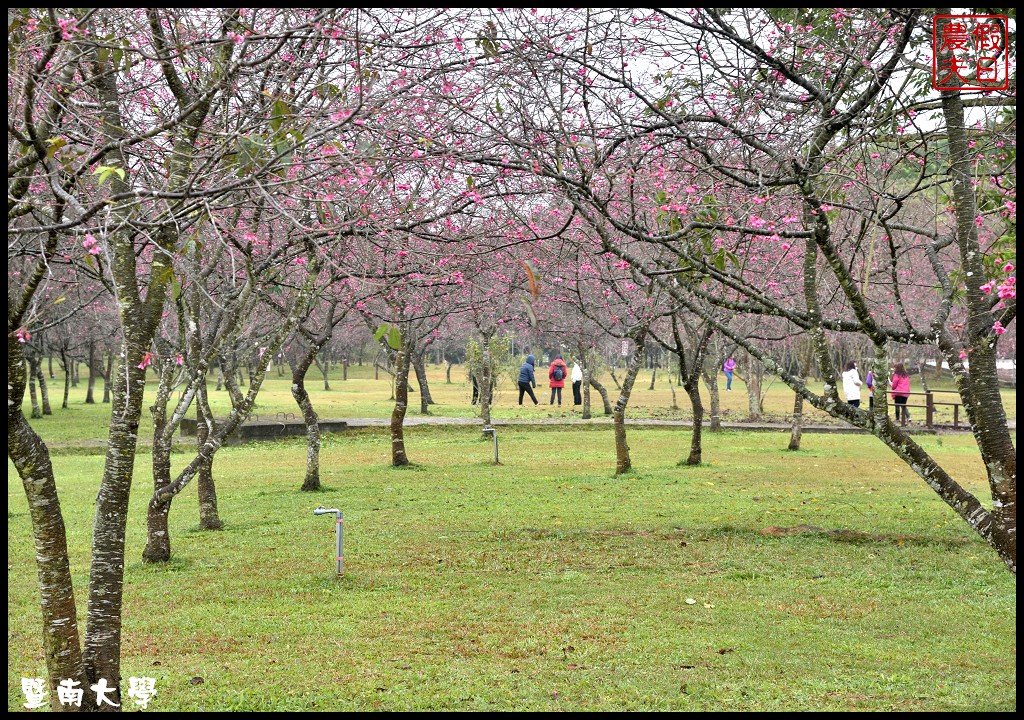 南投景點|暨南大學櫻花季．櫻花樹下野餐品茗/校園也有賞櫻秘境 @假日農夫愛趴趴照