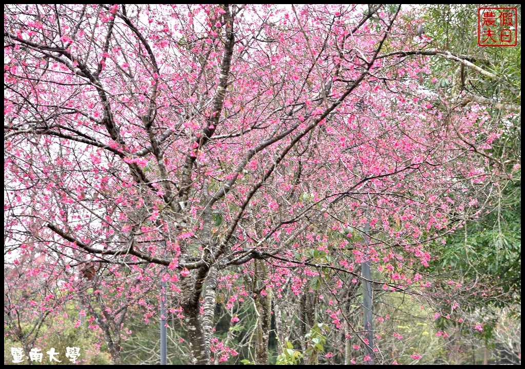 南投景點|暨南大學櫻花季．櫻花樹下野餐品茗/校園也有賞櫻秘境 @假日農夫愛趴趴照