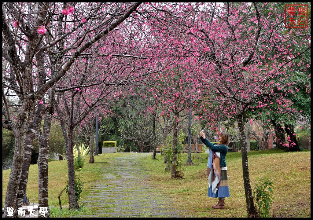 南投景點|暨南大學櫻花季．櫻花樹下野餐品茗/校園也有賞櫻秘境 @假日農夫愛趴趴照