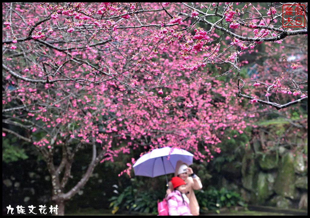 南投景點|九族文化村．搭水晶纜車賞櫻趣/九族櫻花祭/水晶透明車廂 @假日農夫愛趴趴照