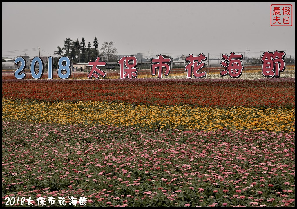 嘉義景點|2018太保市花海節．太保Go幸福．白天看花海晚上賞花燈/免費景點/一日遊 @假日農夫愛趴趴照