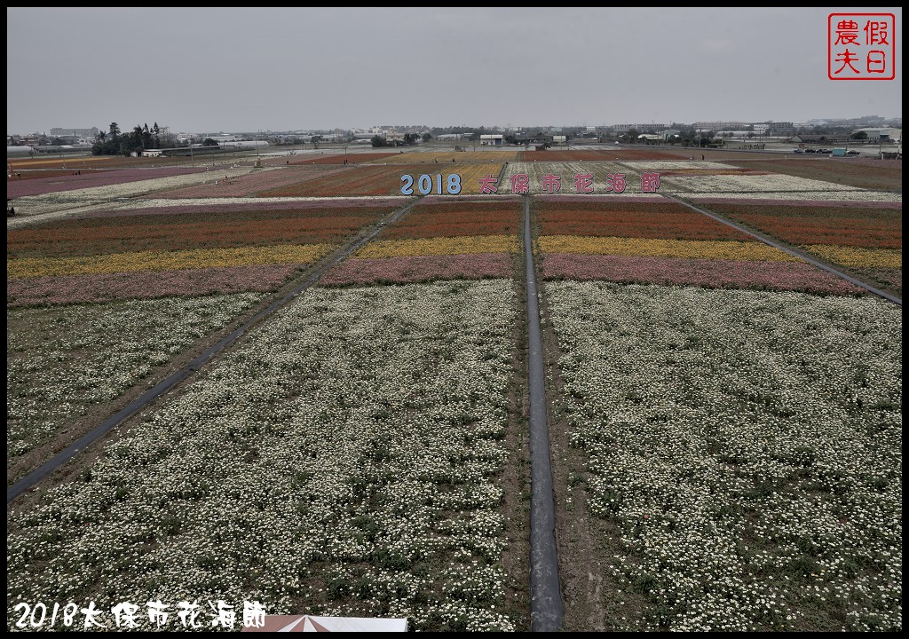 嘉義景點|2018太保市花海節．太保Go幸福．白天看花海晚上賞花燈/免費景點/一日遊 @假日農夫愛趴趴照