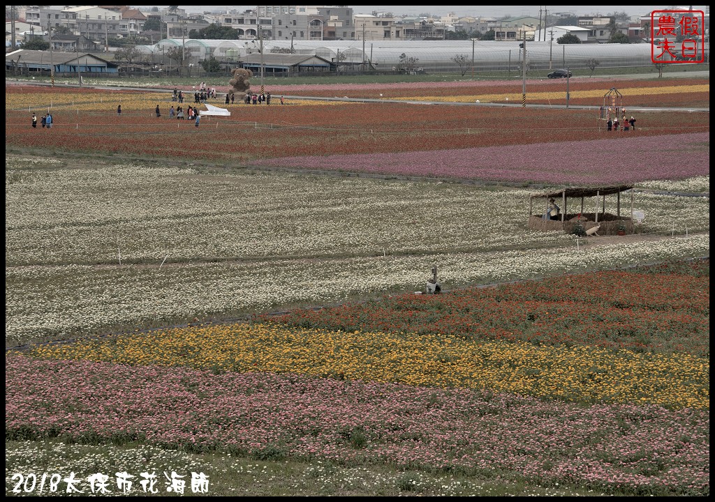 嘉義景點|2018太保市花海節．太保Go幸福．白天看花海晚上賞花燈/免費景點/一日遊 @假日農夫愛趴趴照