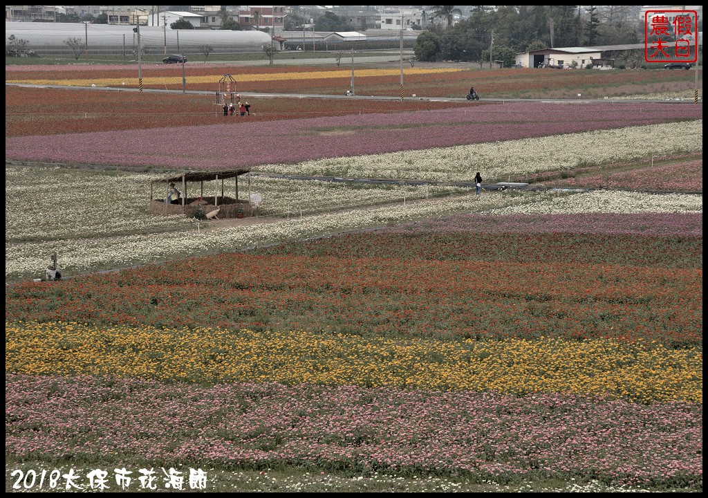 嘉義景點|2018太保市花海節．太保Go幸福．白天看花海晚上賞花燈/免費景點/一日遊 @假日農夫愛趴趴照