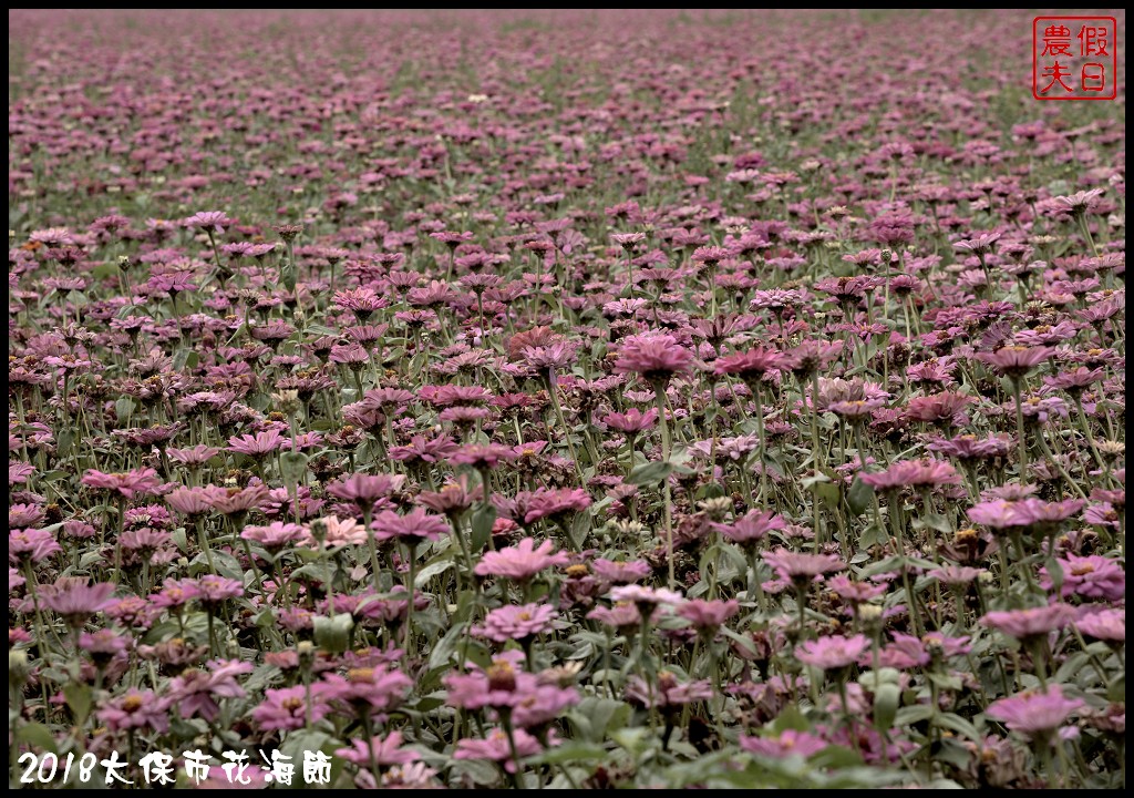 嘉義景點|2018太保市花海節．太保Go幸福．白天看花海晚上賞花燈/免費景點/一日遊 @假日農夫愛趴趴照