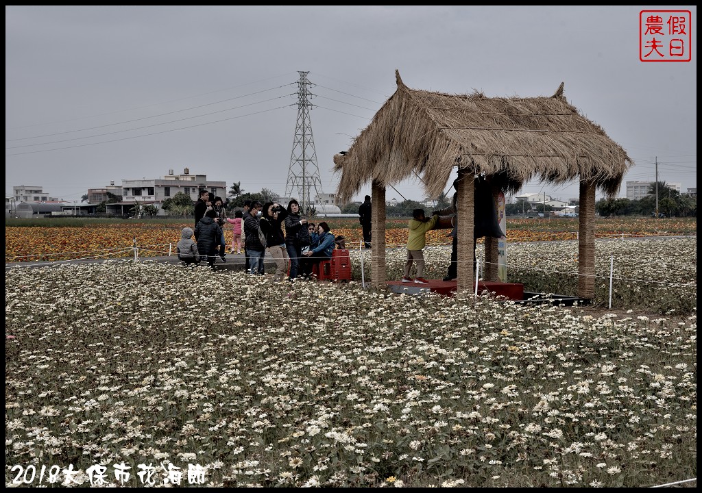 嘉義景點|2018太保市花海節．太保Go幸福．白天看花海晚上賞花燈/免費景點/一日遊 @假日農夫愛趴趴照