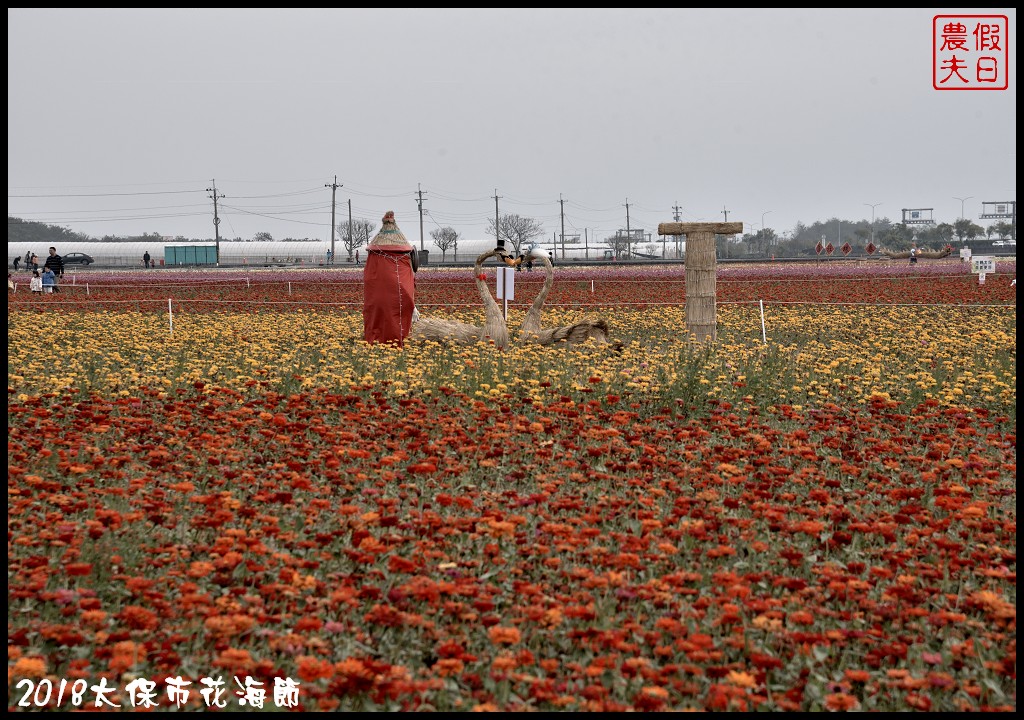 嘉義景點|2018太保市花海節．太保Go幸福．白天看花海晚上賞花燈/免費景點/一日遊 @假日農夫愛趴趴照