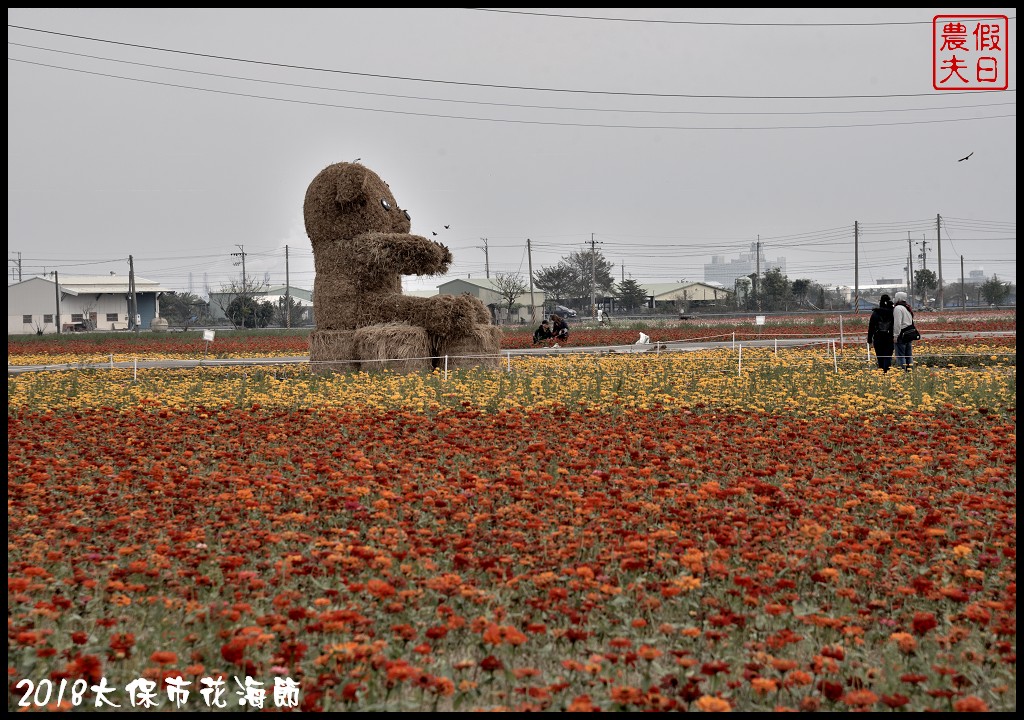 嘉義景點|2018太保市花海節．太保Go幸福．白天看花海晚上賞花燈/免費景點/一日遊 @假日農夫愛趴趴照