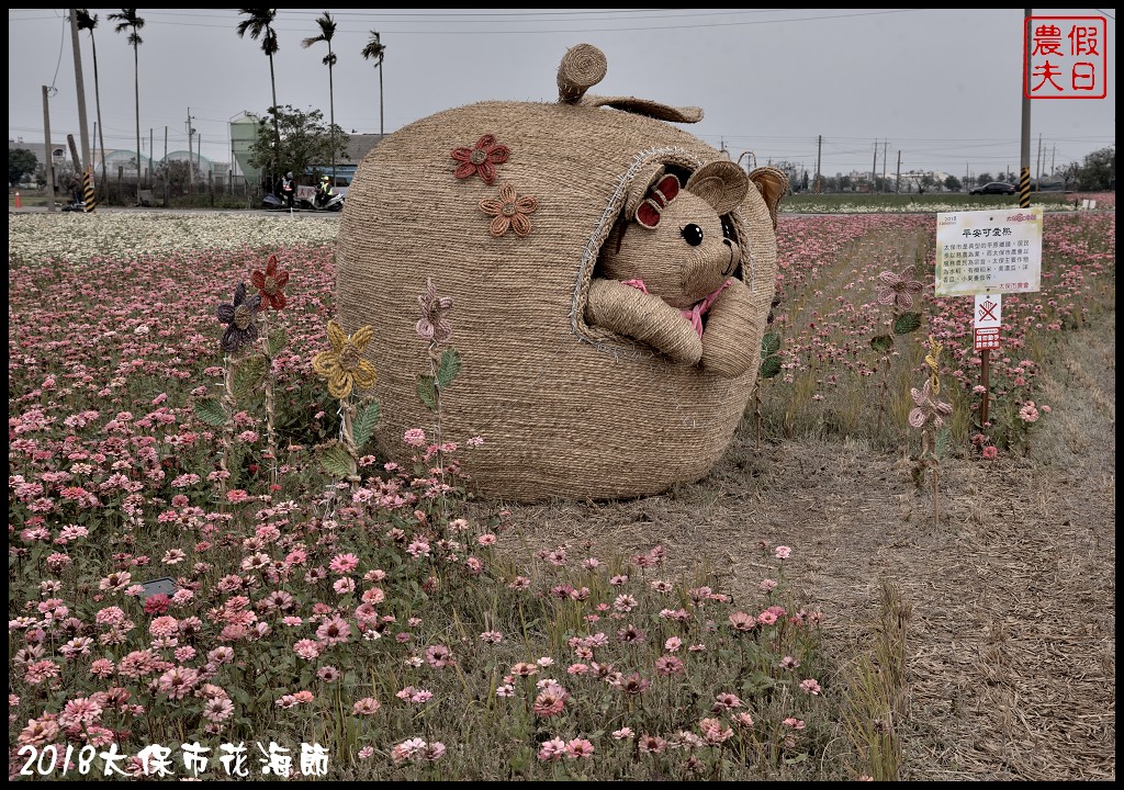 嘉義景點|2018太保市花海節．太保Go幸福．白天看花海晚上賞花燈/免費景點/一日遊 @假日農夫愛趴趴照