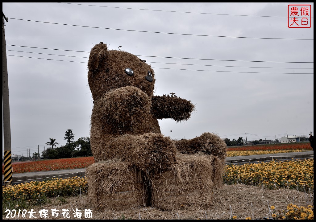 嘉義景點|2018太保市花海節．太保Go幸福．白天看花海晚上賞花燈/免費景點/一日遊 @假日農夫愛趴趴照