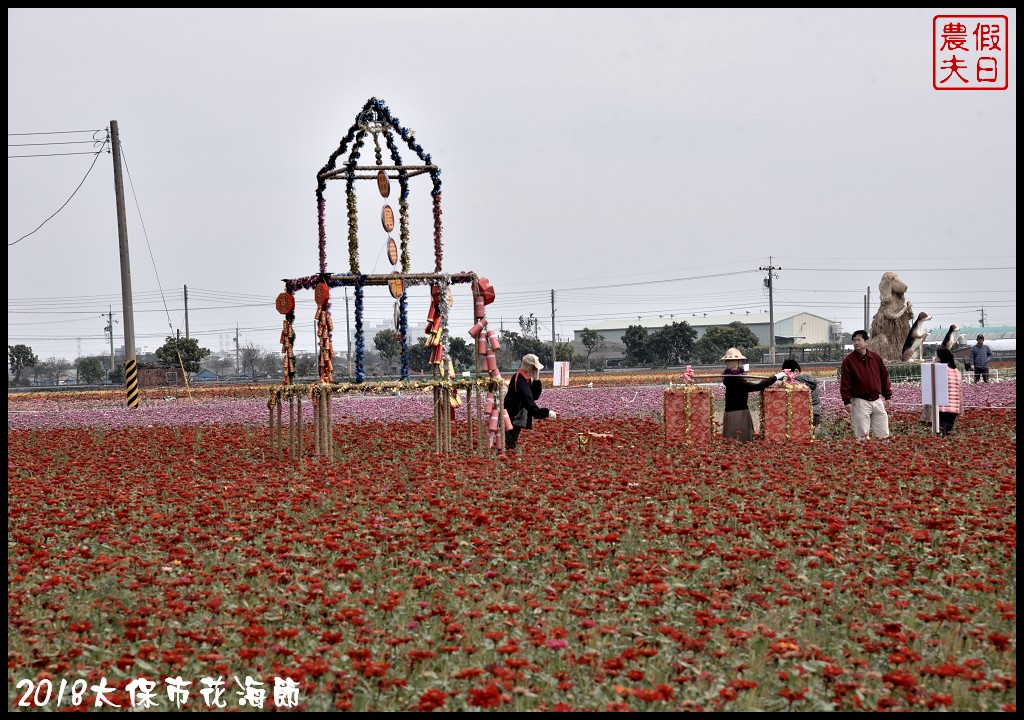 嘉義景點|2018太保市花海節．太保Go幸福．白天看花海晚上賞花燈/免費景點/一日遊 @假日農夫愛趴趴照