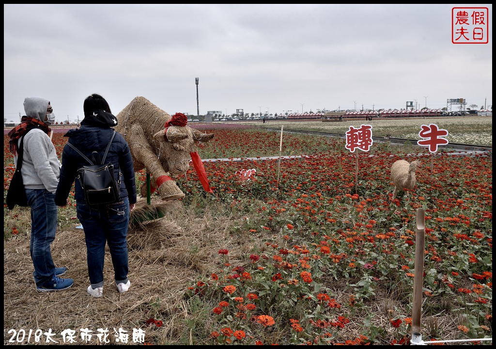 嘉義景點|2018太保市花海節．太保Go幸福．白天看花海晚上賞花燈/免費景點/一日遊 @假日農夫愛趴趴照