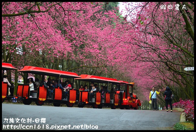 懶人包|嚴選南投十大賞櫻花景點/草坪頭/萬大電廠/暨南大學/九族文化村/農夫愛賞花 @假日農夫愛趴趴照