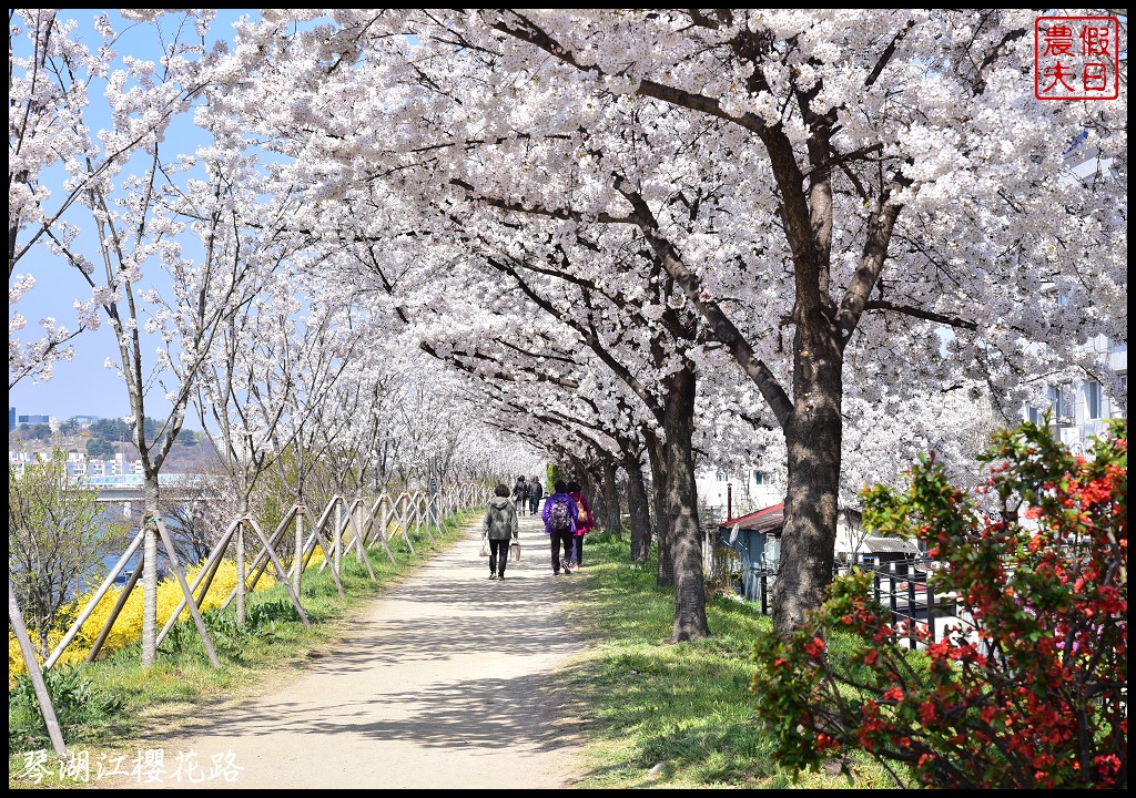 韓國旅遊|大邱親子賞櫻自由行．枝底洞櫻花隧道(琴湖江櫻花路)/免費賞櫻/免費腳踏車 @假日農夫愛趴趴照