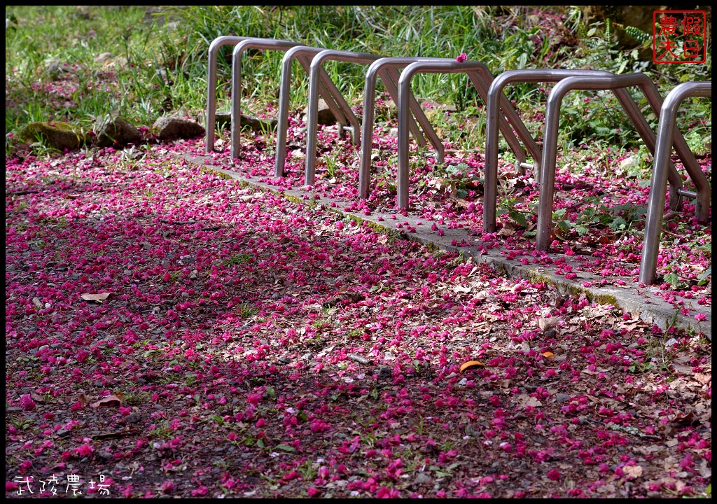 台中景點|和平區武陵農場紅粉佳人櫻花盛開．此生必遊台灣景點 @假日農夫愛趴趴照