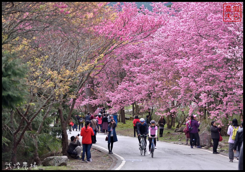 台中景點|和平區武陵農場紅粉佳人櫻花盛開．此生必遊台灣景點 @假日農夫愛趴趴照